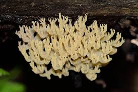 Attēlu rezultāti vaicājumam “Clavicorona pyxidata”