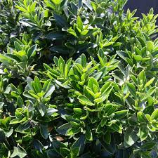 Attēlu rezultāti vaicājumam “Euonymus”