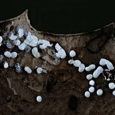 Attēlu rezultāti vaicājumam “Diderma effusum spores”