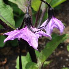 Afbeeldingsresultaat voor fengyuan purple eggplant