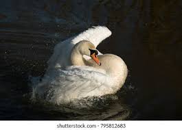 Image result for Sussex Swans