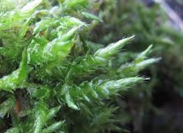 Attēlu rezultāti vaicājumam “Brachythecium”