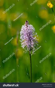Attēlu rezultāti vaicājumam “Plantago media flower”
