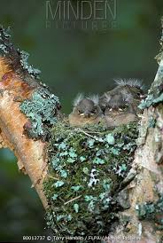 Attēlu rezultāti vaicājumam “Fringilla coelebs nest”