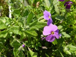Attēlu rezultāti vaicājumam “Aubrieta deltoidea leaf”