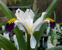 Attēlu rezultāti vaicājumam “Iris rosenbachiana”