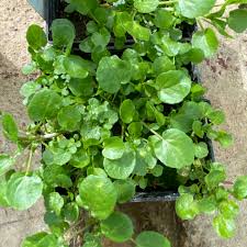 Image result for Rorippa nasturtium-aquaticum