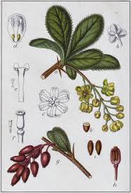 Attēlu rezultāti vaicājumam “Berberis vulgaris”