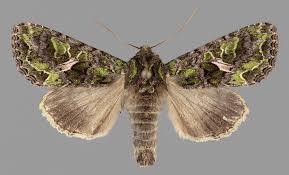 Attēlu rezultāti vaicājumam “Trachea atriplicis”