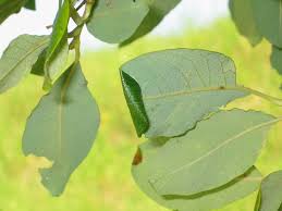 Attēlu rezultāti vaicājumam “Caloptilia stigmatella”