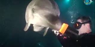 Image result for Durley Dolphin Diver