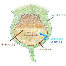 Attēlu rezultāti vaicājumam “sporophyte”