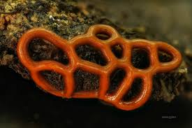 Attēlu rezultāti vaicājumam “Hemitrichia serpula macro”