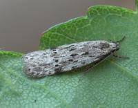 Attēlu rezultāti vaicājumam “Carpatolechia proximella”