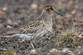 Attēlu rezultāti vaicājumam “Calidris maritima adult”