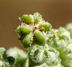 Image result for Chenopodium album