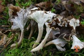 Attēlu rezultāti vaicājumam “Pseudocraterellus”