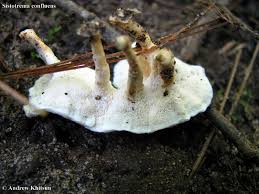 Attēlu rezultāti vaicājumam “Sistotrema confluens”