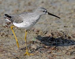 Image result for Calidris himantopus