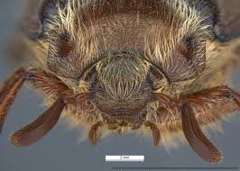 Attēlu rezultāti vaicājumam “Melolontha hippocastani”