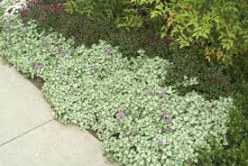 Attēlu rezultāti vaicājumam “Lamium”