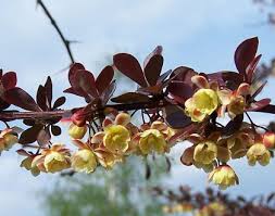 Attēlu rezultāti vaicājumam “Berberis thunbergii flower”