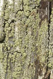 Attēlu rezultāti vaicājumam “Trapeliopsis granulosa”