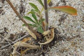 Attēlu rezultāti vaicājumam “Silene borysthenica bud”