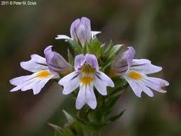 Attēlu rezultāti vaicājumam “Euphrasia”