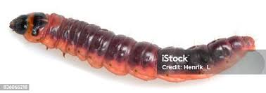 Attēlu rezultāti vaicājumam “Cossus cossus larva”