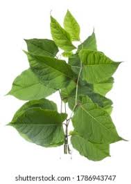 Attēlu rezultāti vaicājumam “Reynoutria sachalinensis fruit”