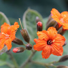 Attēlu rezultāti vaicājumam “Boraginaceae”