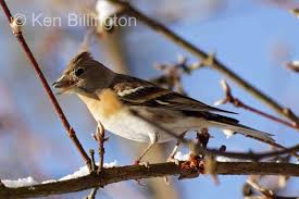 Attēlu rezultāti vaicājumam “Fringilla montifringilla”