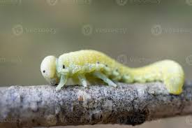 Attēlu rezultāti vaicājumam “Cimbex femoratus larva”