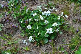 Attēlu rezultāti vaicājumam “Viola odorata leaf”