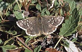 Attēlu rezultāti vaicājumam “Pyrgus serratulae upperside”