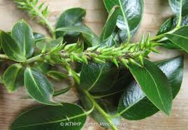 Attēlu rezultāti vaicājumam “Salix pentandra leaf”