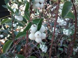 Attēlu rezultāti vaicājumam “Symphoricarpos albus”