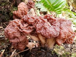 Attēlu rezultāti vaicājumam “Gyromitra esculenta”
