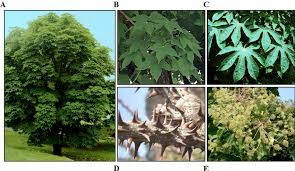 Attēlu rezultāti vaicājumam “Kalopanax septemlobus fruit”