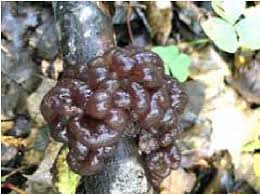 Attēlu rezultāti vaicājumam “Ascotremella faginea”