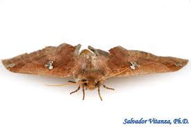 Attēlu rezultāti vaicājumam “Notodontidae”