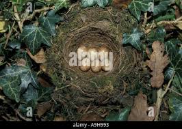 Attēlu rezultāti vaicājumam “Erithacus rubecula nest”