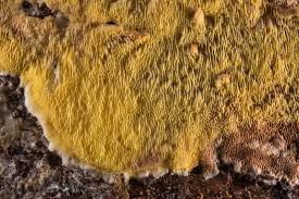 Attēlu rezultāti vaicājumam “Flaviporus citrinellus”