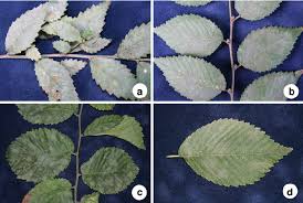 Attēlu rezultāti vaicājumam “Ulmus x hollandica leaf”