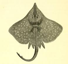 Image result for Dipturus intermedius