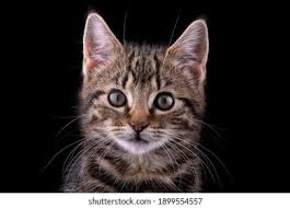 Attēlu rezultāti vaicājumam “Felis silvestris catus juvenile”