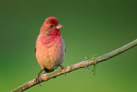 Attēlu rezultāti vaicājumam “Carpodacus erythrinus”