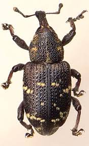 Attēlu rezultāti vaicājumam “Hylobius abietis”