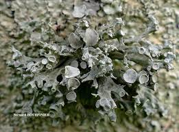 Attēlu rezultāti vaicājumam “Ramalina fastigiata”